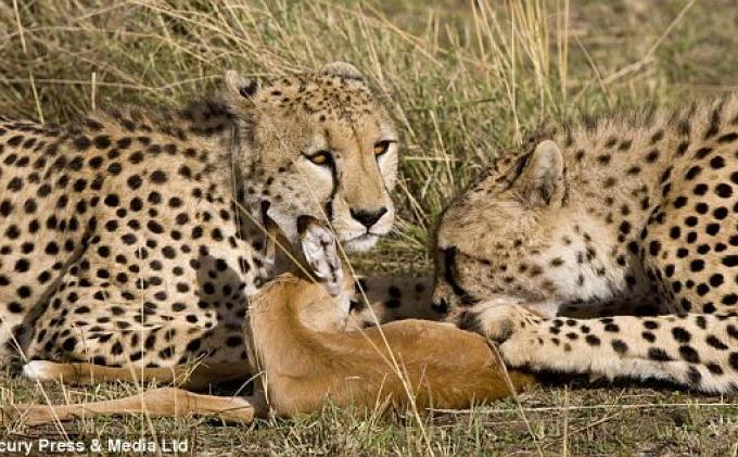 Seharusnya Dimakan, Kijang Ini Malah Berpelukan dengan Seekor Macan - KIJANG4.jpg