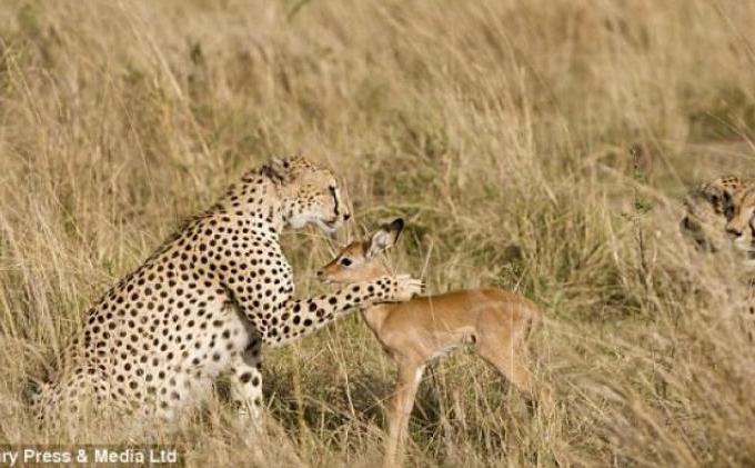 Seharusnya Dimakan, Kijang Ini Malah Berpelukan dengan Seekor Macan - kijang-dan-macan-tutul.jpg