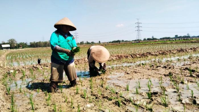 Poktan Maju Makmur Kedungjati Tegal Tanam Padi di Musim Kemarau, Ini Kata Bupati Ischak