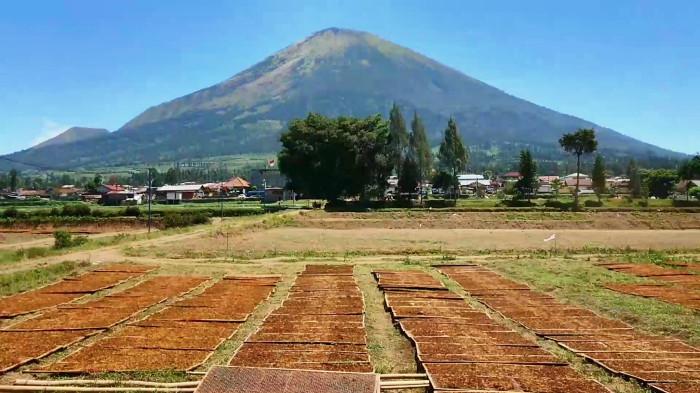 PENJEMURAN - Tanah lapang di wilayah Kabupaten Temanggung dijadikan lokasi para petani untuk menjemur hasil panen tembakau, Sabtu (27/9/2025).