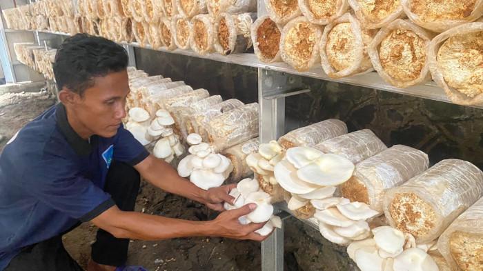 Intip Kegiatan Warga Binaan di Lapas Brebes, Panen Jamur Tiram dari Balik Jeruji
