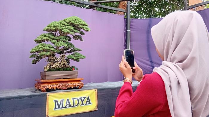 Inilah Potret Bonsai Santigi Milik Kolektor Asal Semarang Bernilai Fantastis Rp 800 Juta