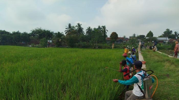 Hama Tikus Dominasi Serangan di Sawah Purbalingga Sepanjang 2025