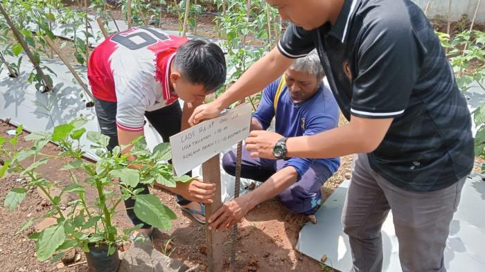 Lapas Purwokerto Kembangkan Ketahanan Pangan lewat Perawatan Tanaman Melon