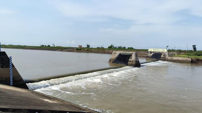 Air Asin Serbu Sawah Jepara, Petani Sidigede Jepara Pasrah Padi Layu Sebelum Menguning