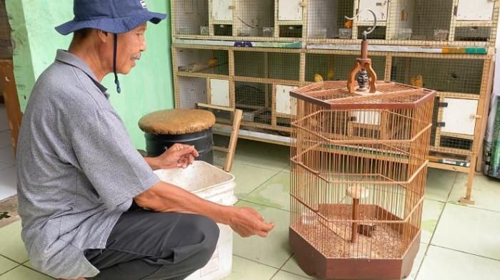 Kisah Pensiunan PPPK Purbalingga, Raup Jutaan Rupiah dari Budidaya Burung Branjangan