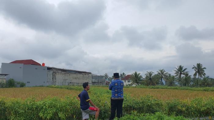 Kisah Yanuardi Pemuda Wonosobo, Menyulap Pematang Sawah Jadi Ladang Cuan