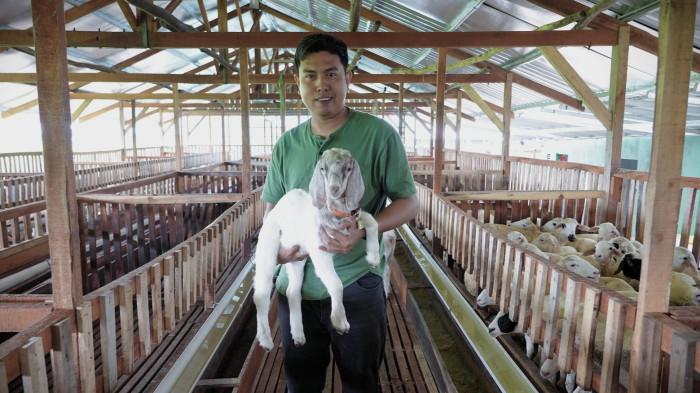 Sosok Tarmuji Warga Dukuhwaru Kabupaten Tegal Jadi Peternak Muda, Awalnya Diremehkan Tetangga