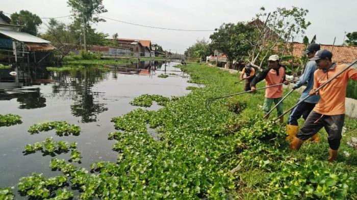 Antisipasi Banjir, BPBD Kota Pekalongan Kerahkan Tim Pembersih Sungai Tiap Hari