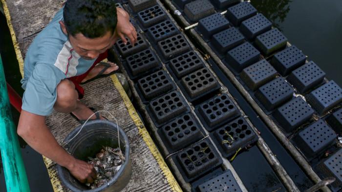 BERI MAKAN KEPITING: Pemberian pakan yang tepat dapat membantu meningkatkan pertumbuhan dan kesehatan 
kepiting. Untuk jenis pakan sendiri menggunakan ikan ures. (TRIBUN JATENG/HERMAWAN HANDAKA)
