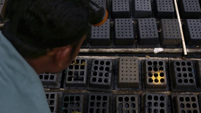 20251030_CEK KEPITING