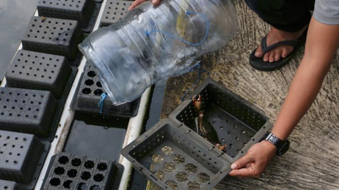 20251031 _ Kepiting di Kutawaru Cilacap