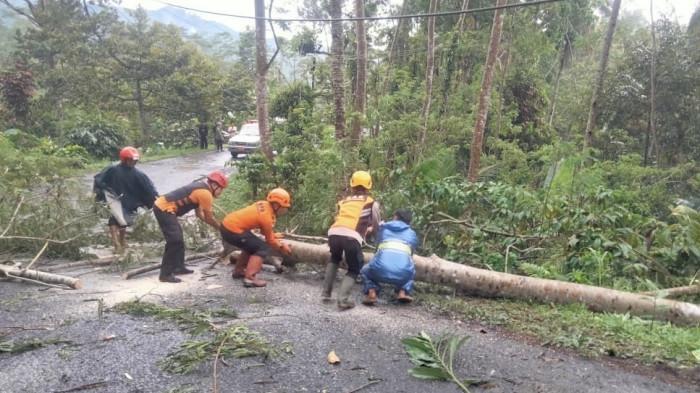 BREAKING NEWS Hujan Angin Kencang Terjang Wonosobo, Pohon Tumbang Terjadi di 5 Kecamatan