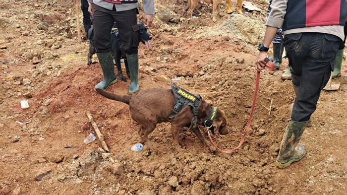 ANJING PELACAK - Anjing pelacak dikerahkan dalam operasi SAR hari keempat, Minggu (16/11/2025). Bau busuk mulai tercium menyengat di area longsor Desa Cibeunying, Kecamatan Majenang, Kabupaten Cilacap.