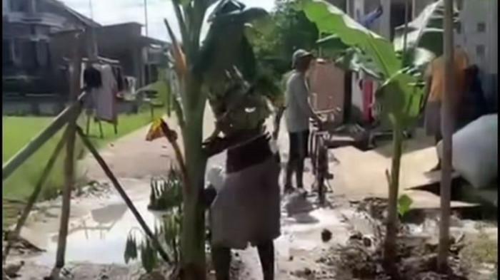 Viral Warga Poncoharjo Demak Tanam Pohon Pisang Karena Jalan Rusak, Kades: Mereka Tidak Sabar