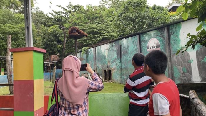 POTRET ORANG UTAN - Sejumlah pengunjung Semarang Zoo mengabadikan momentum saat dengan memotret orang utan, Sabtu (27/12/2025). Orang utan yang ada di Semarang Zoo merupakan satu dari ratusan koleksi satwa.