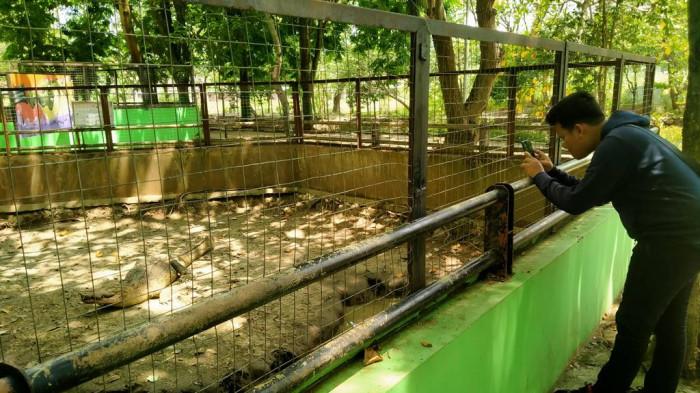 MEMOTRET SATWA: Pengunjung tampak sedang memotret satwa di Semarang Zoo, beberapa waktu lalu. (Tribun Jateng/Idayatul Rohmah)