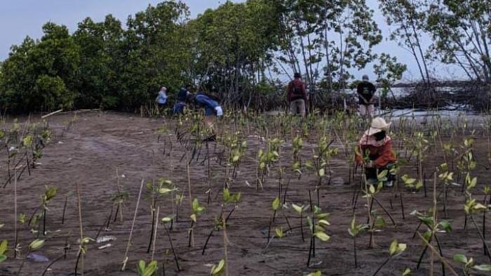 20260210_Dinparbudpora Kota Pekalongan saat tanam mangrove_2