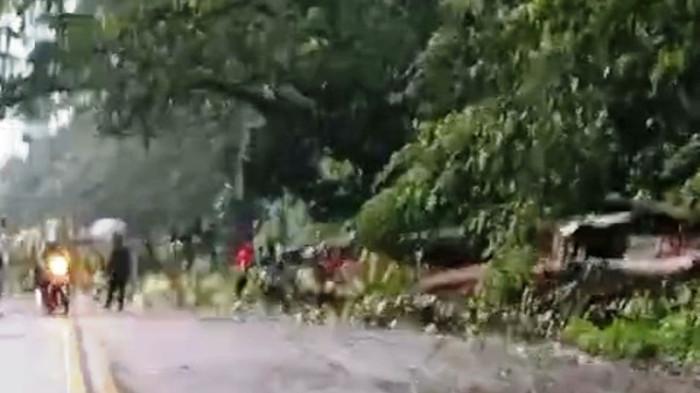 POHON TUMBANG - Kondisi pohon tumbang yang menimpa mobil di jalan Pantura Batang tepatnya di Kecamatan Subah, Rabu (4/3/2026) sore. Arus lalu lintas lumpuh total di jalur tersebut. Laporan awal, dua orang meninggal.