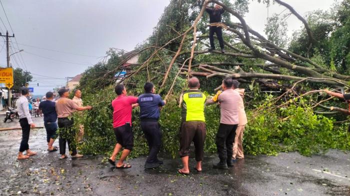 POHON TUMBANG - Hujan deras disertai angin kencang yang melanda wilayah Kecamatan Bobotsari, Kabupaten Purbalingga, Rabu (4/3/2026) sore. Menyebabkan sejumlah pohon tumbang dan sempat menutup akses jalan di beberapa titik.