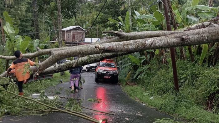 POHON TUMBANG - Pohon tumbang menutup akses jalan di wilayah Kecamatan Leksono, Kabupaten Wonosobo, Minggu (29/3/2026), akibat hujan deras disertai angin kencang. Petugas BPBD bersama tim gabungan langsung melakukan evakuasi dan pembersihan material pohon sehingga akses kembali normal.