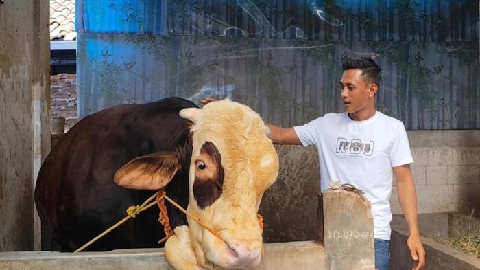 SAPI PRESIDEN - Pemilik sapi, Nur Kozin memperlihatkan sapi kurban yang dibeli Presiden Prabowo Subianto, di Desa Margosari RT 03 RW 04 Kecamatan Patebon, Kabupaten Kendal, Rabu (13/5/2026).