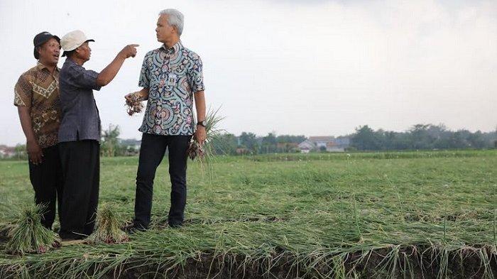 Ganjar Pranowo Dorong Petani Bawang Brebes Go Organik