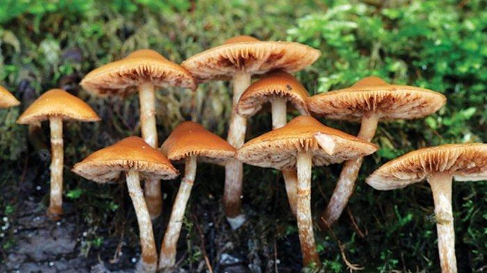 Satu Keluarga di Cilacap Keracunan Seusai Konsumsi Jamur Tumbuh di Batang Kayu Depan Rumah