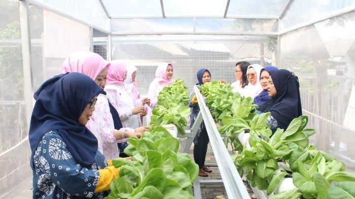 Lewat BRInita, Kampung Hijau Kemuning Tangerang Sulap Lahan Sempit Jadi Makin Produktif