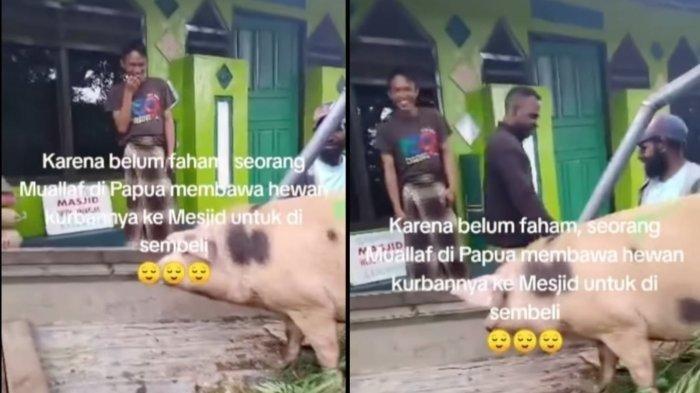 Viral Mualaf Kirim Babi Buat Jadi Hewan Kurban di Masjid, Ustaz Heran Garuk-garuk Kepala