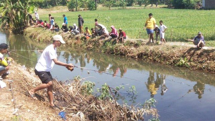 Mancing di Sawah? Yuk, Cobain Sensasi Baru di Wisata Sawah Bengkok Jepara!