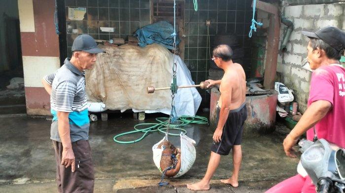 Perekonomian Lesu, Pengepul Kulit di Blora Cari Jalan Keluar di Tengah Iduladha