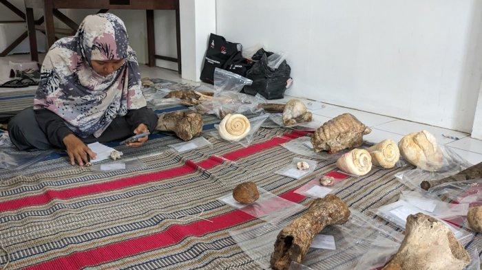47 Fragmen Fosil Museum Patiayam Kudus Diinventarisasi