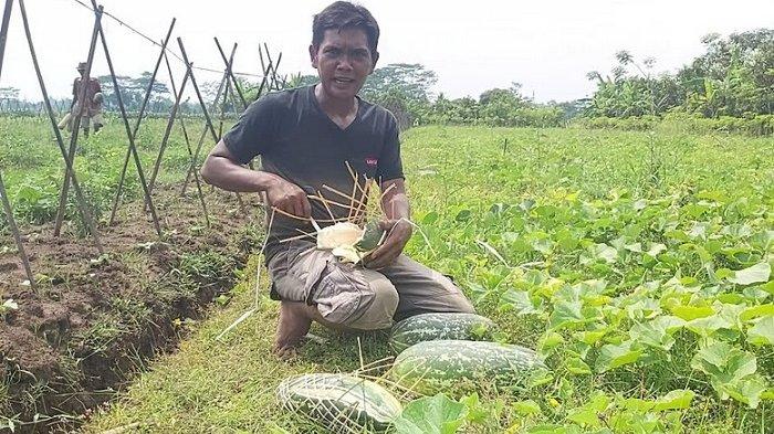 Berkah Ramadhan bagi Petani Timun Suri di Pekalongan