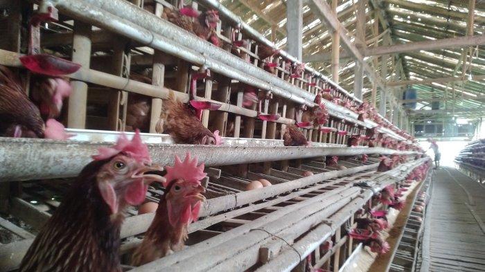Peternak Ayam di Pati Menjerit: Harga Bibit-Pakan Melambung, Ekosistem Usaha Dikuasai Korporasi