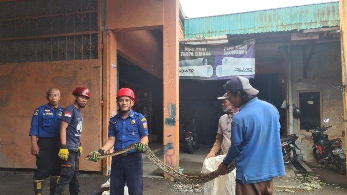 Seekor Ular Sanca Batik Berhasil Dievakuasi Tim Damkar Wonosobo dari Gudang Kayu