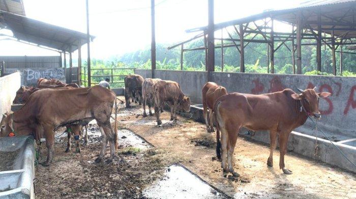 RPH Penggaron Semarang Bersiap Lakukan Pemotongan Hewan Kurban Saat Iduladha