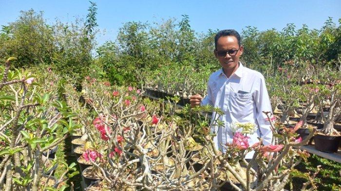 Sumardi Rawat Ratusan Jenis Tanaman Hias Miliknya Layaknya Manusia