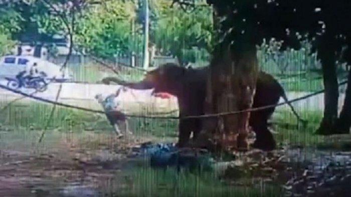 Lihat Gajah di Tepi Jalan, Pria Ini Beri Makan Jarak Dekat, Malah Dihajar hingga Tewas