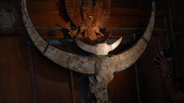 Menelusuri Penemuan Fosil Tanduk kerbau Raksasa di Grobogan