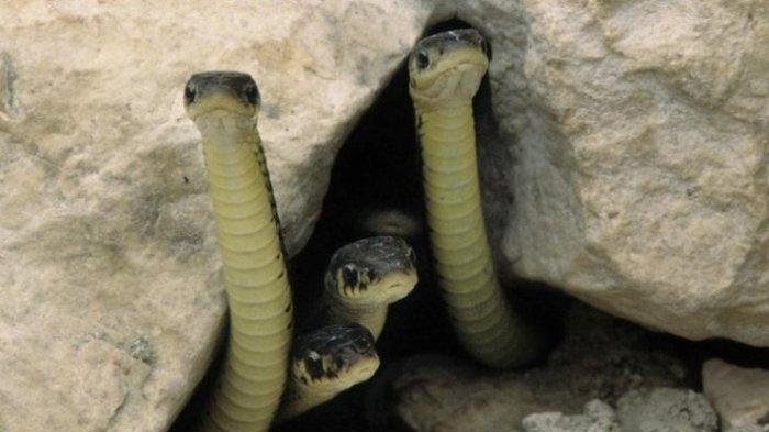 Katta osilgan kokrak fotosurati