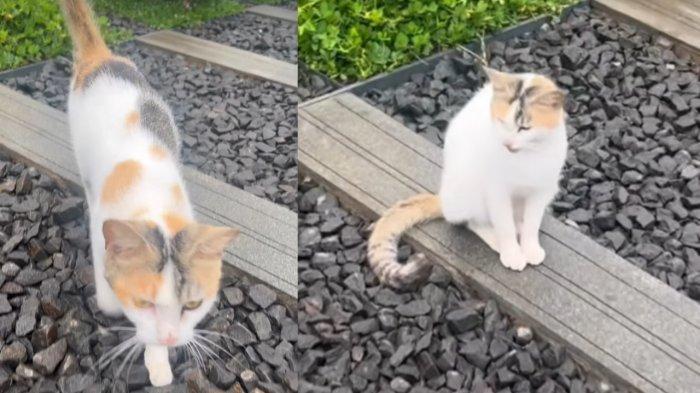 Ini Sebutan Kucing Penunggu Makam Eril Putra Ridwan Kamil, Ternyata Ada Sebutan Lain di Jepang