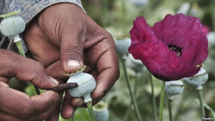 Seorang pria mengambil getah poppy, yang kemudian digunakan untuk membuat opium. 