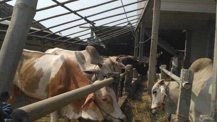 Tata Cara Penyembelihan Hewan Kurban Idul Adha 2020