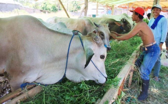 Dispertan Kota Salatiga Sediakan Layanan Gratis Pemotongan Hewan