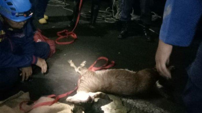 Anjing dan Kambing Tercebur dalam Sumur, Datanglah Petugas Damkar Semarang Lakukan Evakuasi