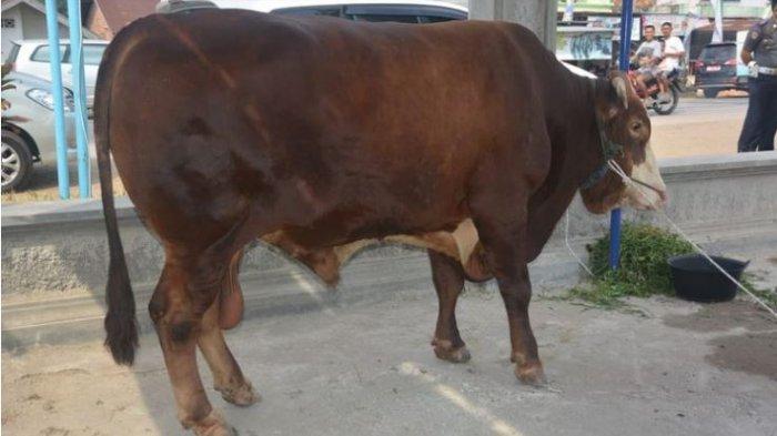 Inilah Kriteria Hewan Kurban yang Dicintai Allah, Salah Satunya Gemuk