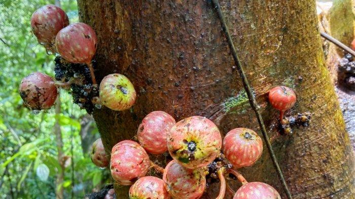Gondang, Sang Pioner Penakluk Kanker Hingga Pembasmi Larva Nyamuk Aedes Aegypti
