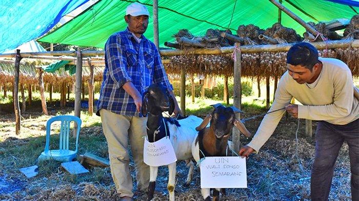 UIN Walisongo Semarang Sumbang Hewan Kurban ke Papua Hingga NTT
