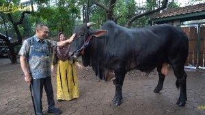 20250602_sapi_kurban_mertua_irfan_hakim.jpg